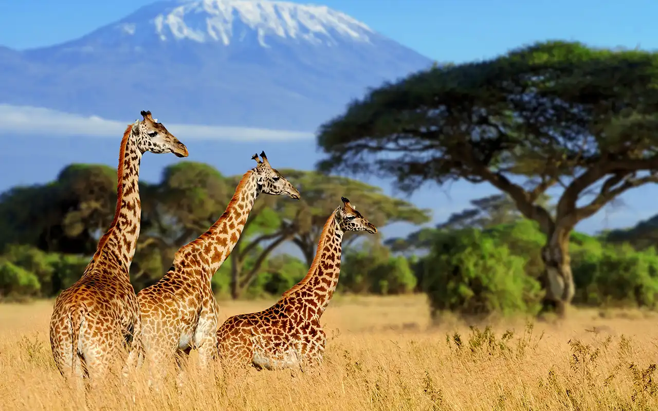 A beautiful African landscape with diverse wildlife and rich cultural heritage.