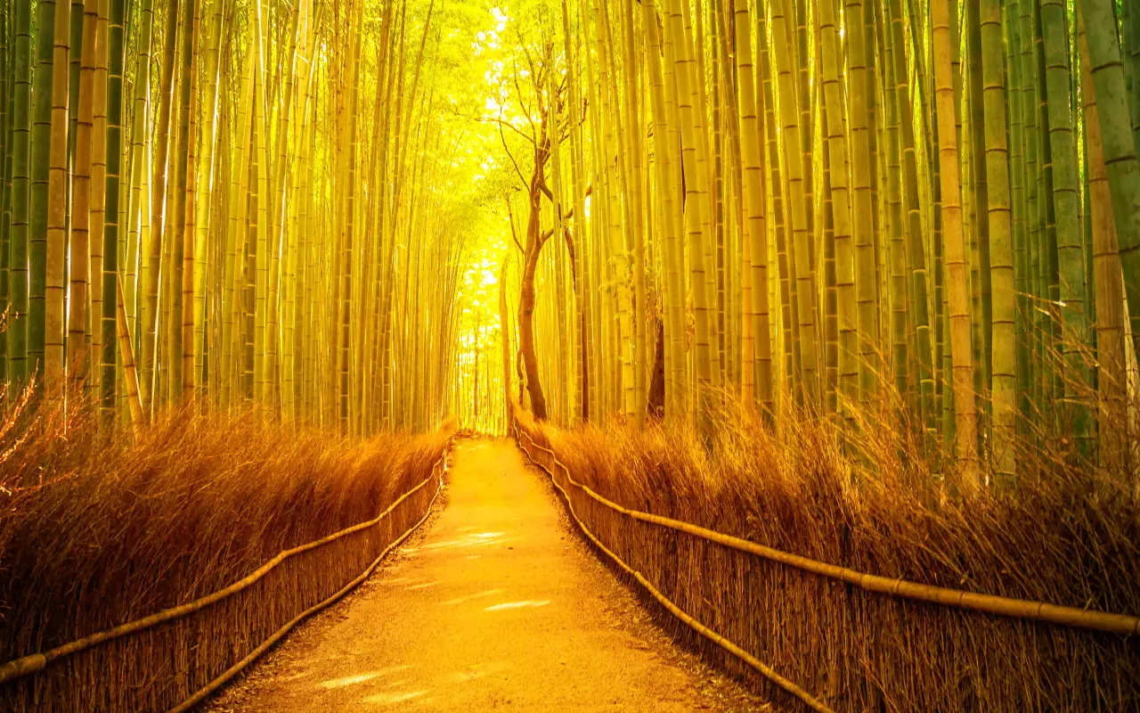 Sunlit path through the Arashiyama Bamboo Grove in Kyoto