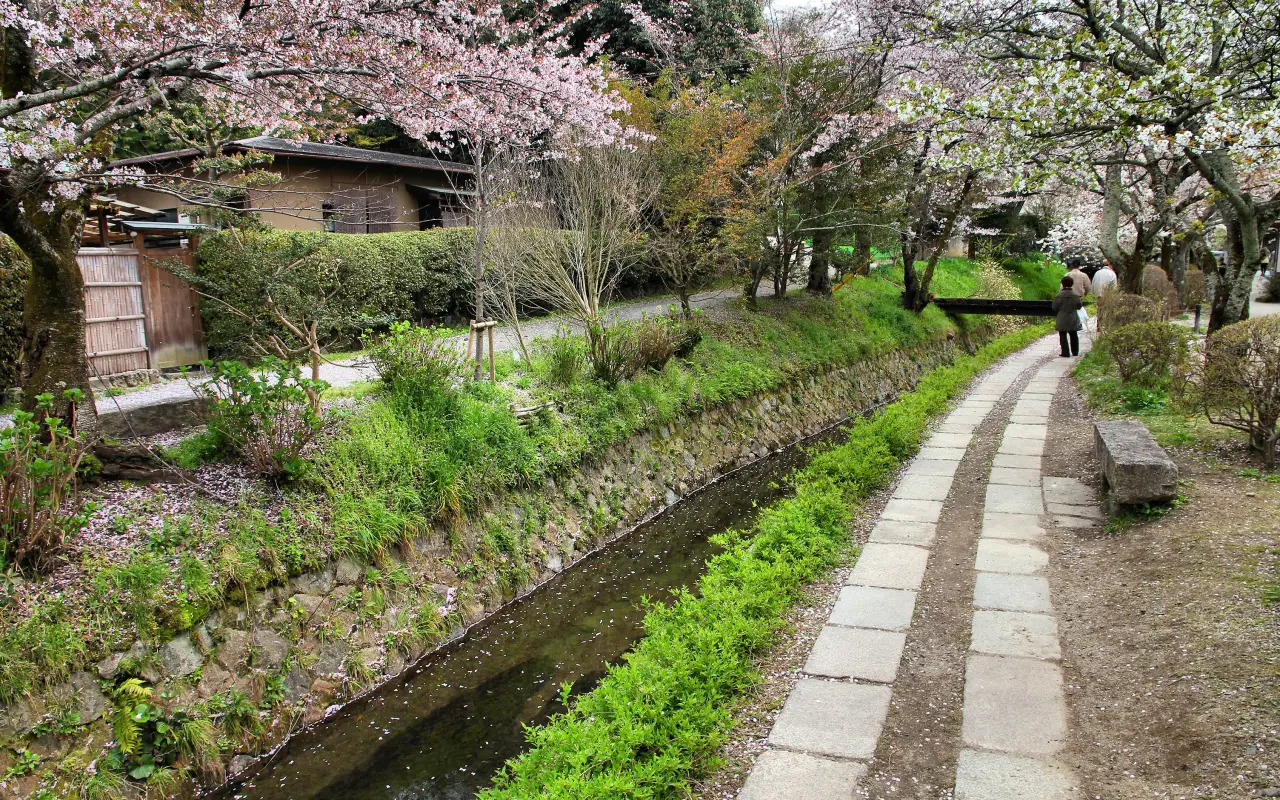 Beautiful cherry blossom trees lining a serene pathway in Japan
