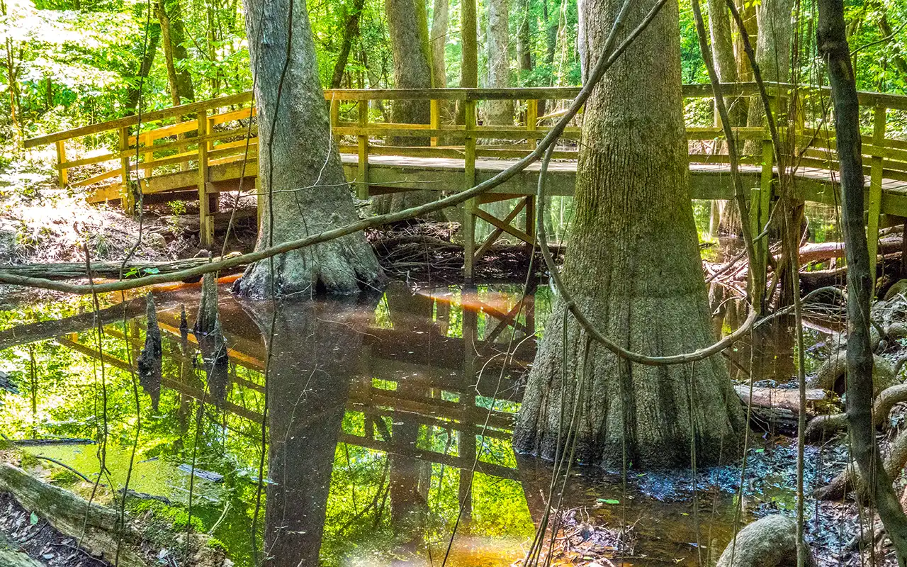 Ancient Forests of Congaree National Park