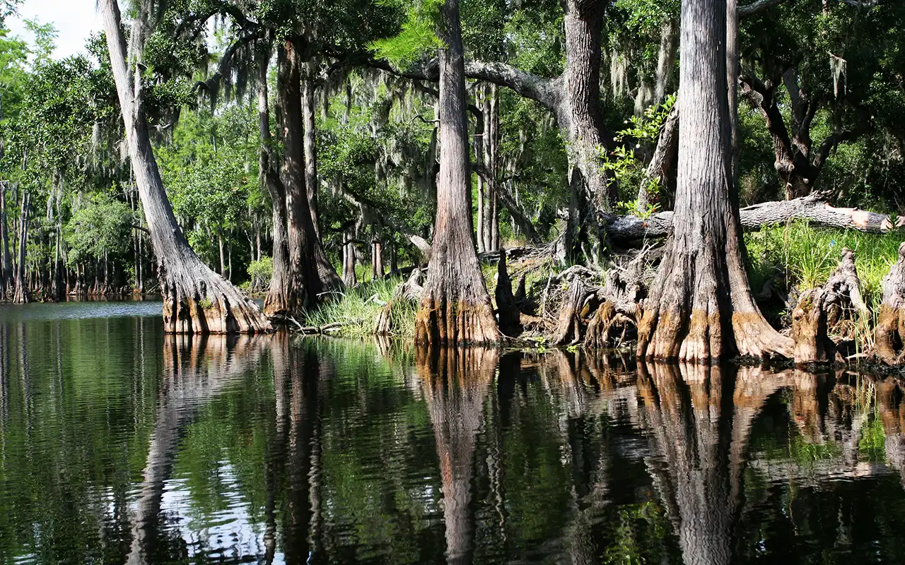 Scenic view of Everglades National Park with lush greenery and diverse wildlife in their natural habitat