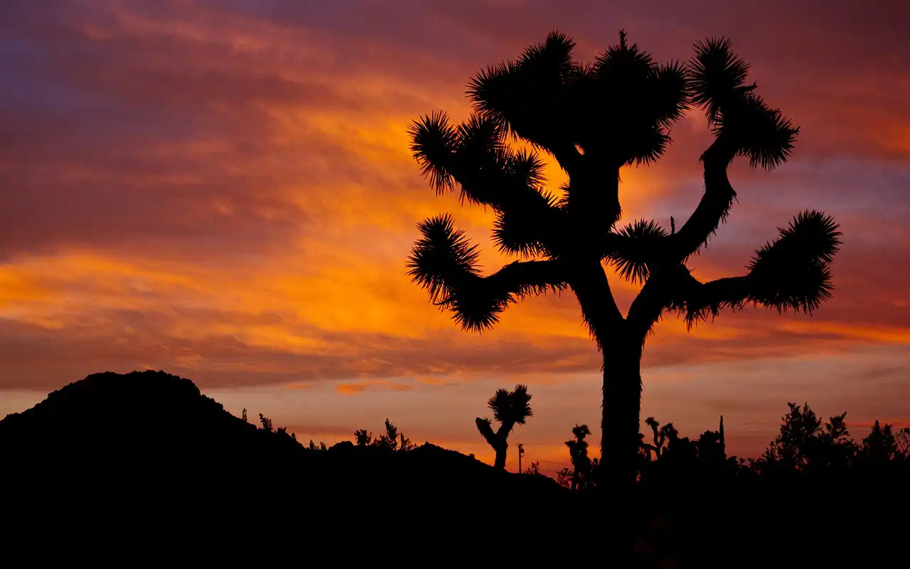 Scenic view of unique rock formations and towering Joshua trees in Joshua Tree National Park, California