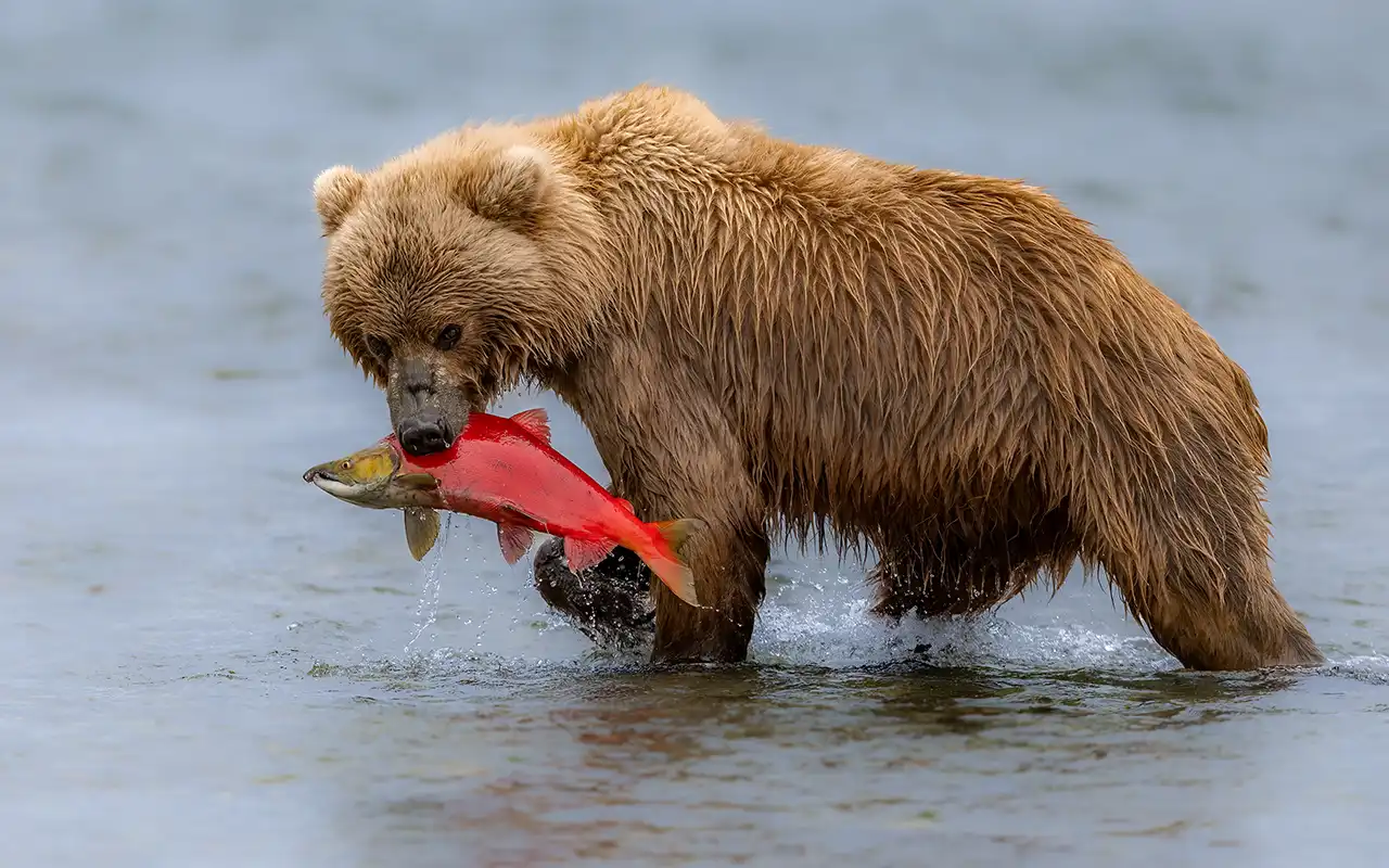 Volcanic Splendor of Katmai National Park
