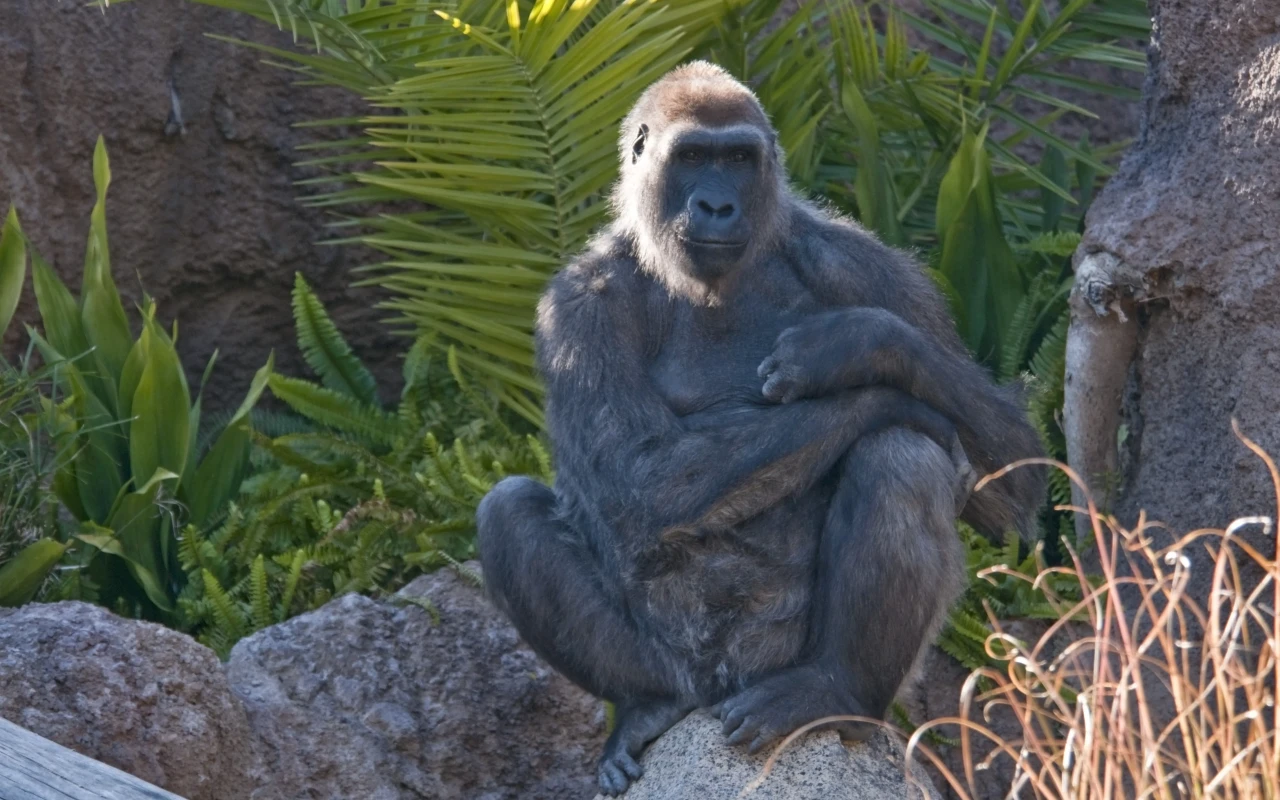 A lively scene at the Los Angeles Zoo, with visitors enjoying the diverse animal exhibits and lush greenery on a sunny day.