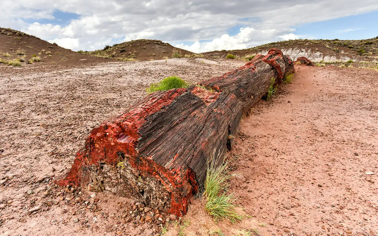 Colorful Desert of Petrified Forest National Park