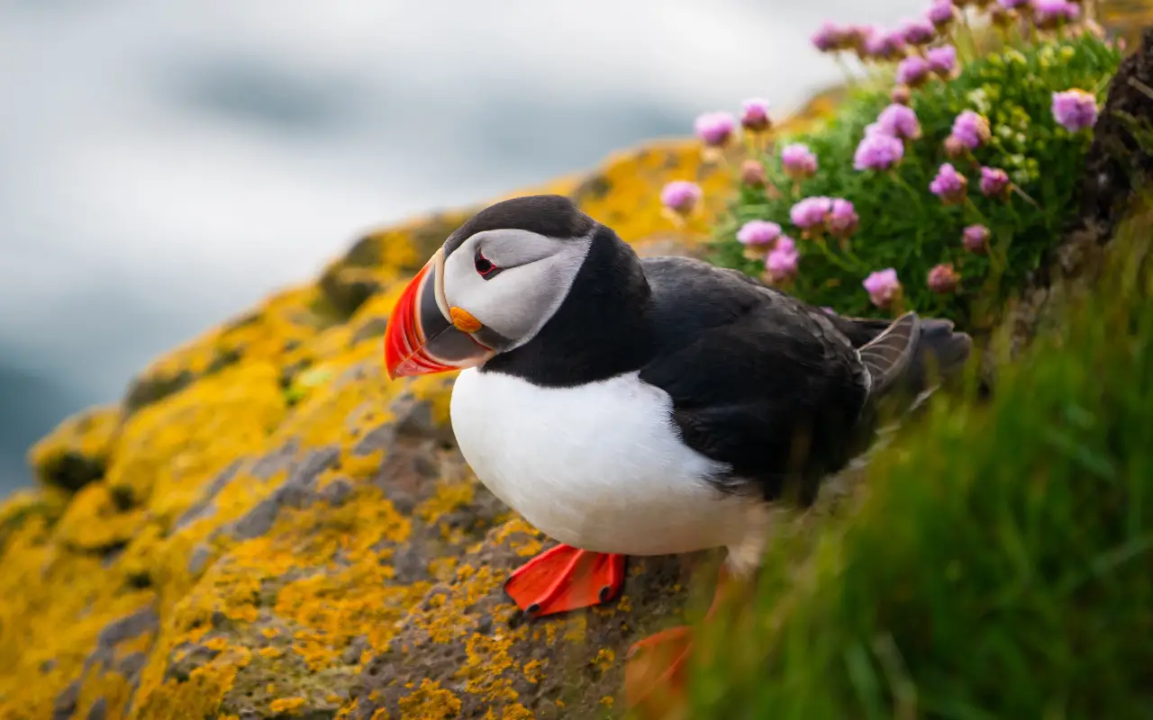 Puffin perched on a rocky cliff surrounded by colorful flowers