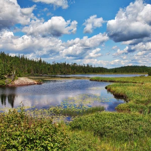 Scenic view of Algonquin Provincial Park with lush greenery and serene lake
