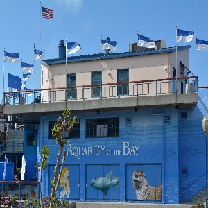 A vibrant underwater ecosystem at the Aquarium of the Bay, showcasing a diverse collection of marine life in crystal clear tanks