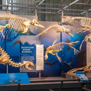 Logo of the California Academy of Sciences, a research institute and natural history museum in San Francisco