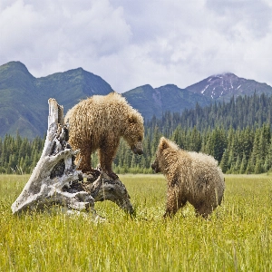Scenic view of Denali National Park with majestic mountains and lush greenery