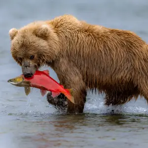 Volcanic Splendor of Katmai National Park