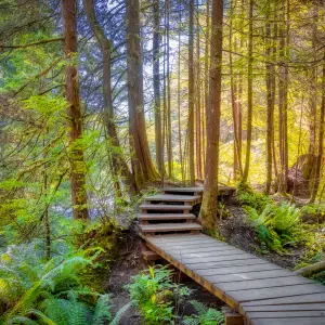 Natural Beauty of Lynn Canyon Park, Vancouver
