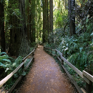 Majestic redwood trees in the serene Muir Woods National Monument, California