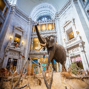 Interior of the National Museum of Natural History featuring exhibition halls and visitors exploring the displays.
