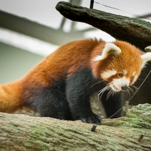 Visitors exploring various animal exhibits at the National Zoological Park