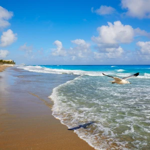 Scenic view of the beautiful Palm Beach shoreline at sunset