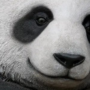 Close-Up of a Panda Close-up of a panda face showing its features