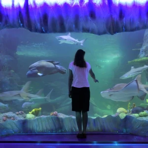 Visit the Sea Life Sydney Aquarium: Discover Australia