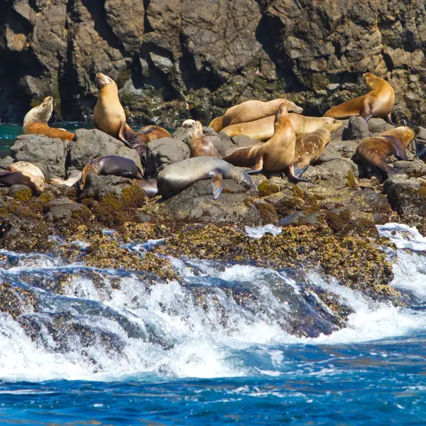 Island Adventures at Channel Islands National Park