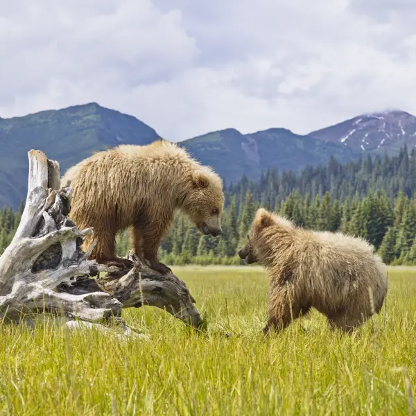 Scenic view of Denali National Park with majestic mountains and lush greenery