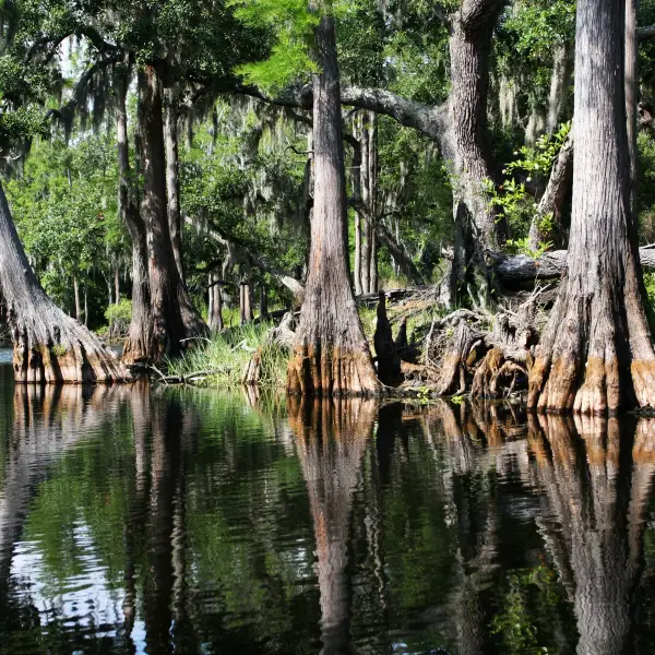 Scenic view of Everglades National Park with lush greenery and diverse wildlife in their natural habitat