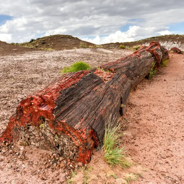 Colorful Desert of Petrified Forest National Park