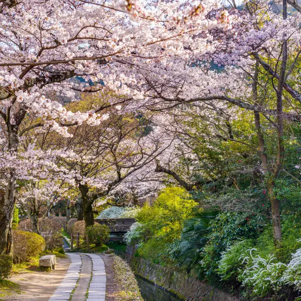Philosopher's Walk in Kyoto, Japan - a scenic pedestrian path that follows a cherry tree-lined canal, offering beautiful views of nature and historic temples.