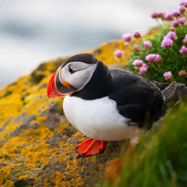 Puffin perched on a rocky cliff surrounded by colorful flowers