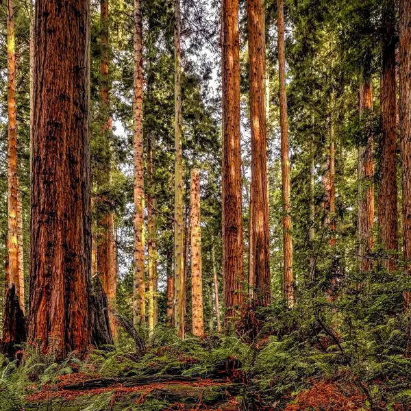 Lush Forests of Redwood National Park