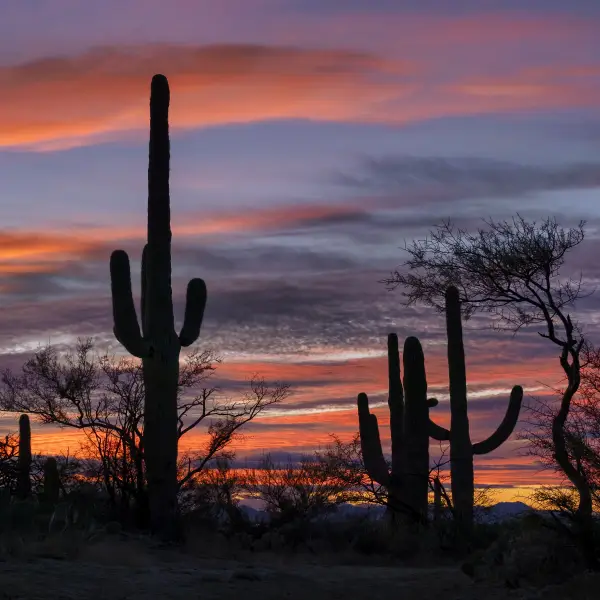 Desert Giants of Saguaro National Park