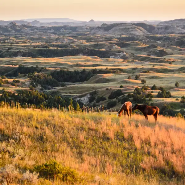 Rugged Beauty of Theodore Roosevelt National Park